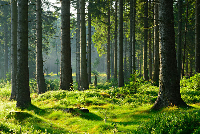 foto bos origineel shutterstock 174520748 1